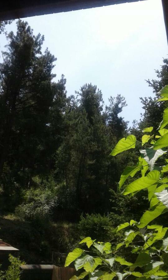 Six Steps From The Forest Zigos  Екстер'єр фото